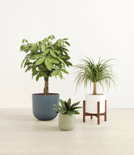 Load image into Gallery viewer, Earthy stand:one_stand
