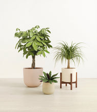 Load image into Gallery viewer, Sandy stand:one_stand
