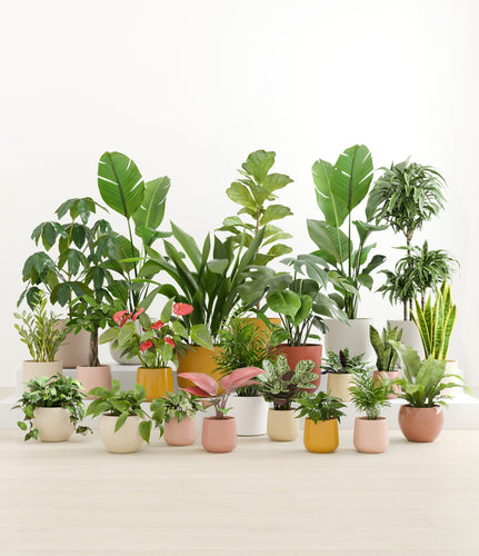 Evening Sky*****Profile