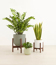 Load image into Gallery viewer, Earthy stand:two_stands
