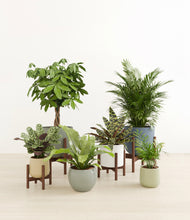 Load image into Gallery viewer, Earthy stand:four_stands
