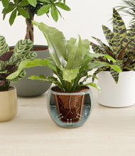 Load image into Gallery viewer, Earthy stand:all
