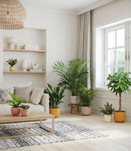 Load image into Gallery viewer, Evening Sky
