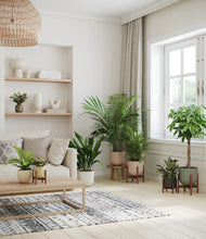 Load image into Gallery viewer, Woodland stand:four_stands
