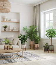 Load image into Gallery viewer, Woodland stand:six_stands
