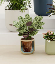 Load image into Gallery viewer, Earthy stand:all
