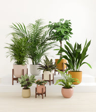 Load image into Gallery viewer, Evening Sky stand:four_stands
