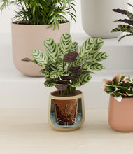 Load image into Gallery viewer, Evening Sky stand:all
