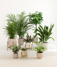 Load image into Gallery viewer, Sandy stand:four_stands
