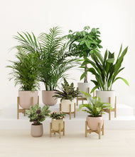 Load image into Gallery viewer, Sandy stand:six_stands
