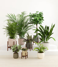 Load image into Gallery viewer, Woodland stand:four_stands
