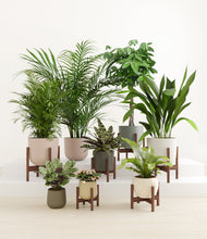 Load image into Gallery viewer, Woodland stand:six_stands
