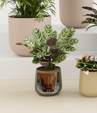 Load image into Gallery viewer, Woodland stand:all
