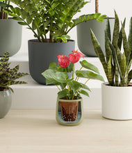 Load image into Gallery viewer, Earthy stand:all
