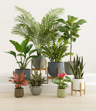 Load image into Gallery viewer, Earthy stand:three_stands
