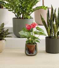 Load image into Gallery viewer, Woodland stand:all
