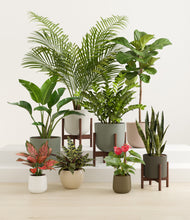 Load image into Gallery viewer, Woodland stand:three_stands
