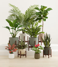 Load image into Gallery viewer, Woodland stand:six_stands
