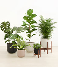 Load image into Gallery viewer, Chelsea stand:two_stands
