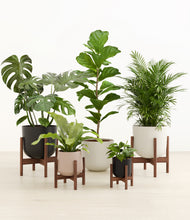 Load image into Gallery viewer, Chelsea stand:four_stands
