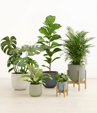 Load image into Gallery viewer, Earthy stand:two_stands
