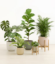 Load image into Gallery viewer, Woodland stand:two_stands
