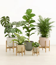 Load image into Gallery viewer, Woodland stand:four_stands
