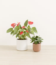 Load image into Gallery viewer, Peach Frost*****Profile
