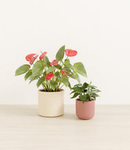 Load image into Gallery viewer, Rose Linen*****Profile
