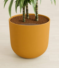 Load image into Gallery viewer, Sunset Orange stand:all
