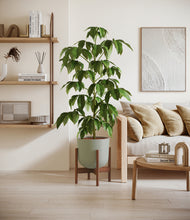 Load image into Gallery viewer, Sage Green stand:walnut
