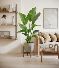 Load image into Gallery viewer, Sage Green stand:walnut
