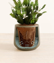 Load image into Gallery viewer, Olive stand:all
