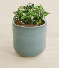 Load image into Gallery viewer, Reactive Aqua stand:all
