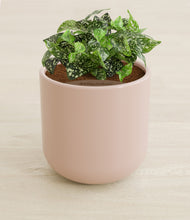 Load image into Gallery viewer, Sandy Pink stand:all
