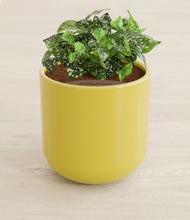 Load image into Gallery viewer, Key Lime Yellow stand:all
