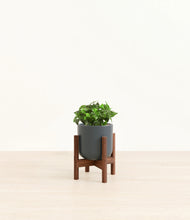 Load image into Gallery viewer, Iron Gray stand:walnut
