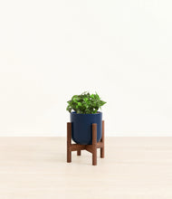 Load image into Gallery viewer, Twilight Blue stand:walnut
