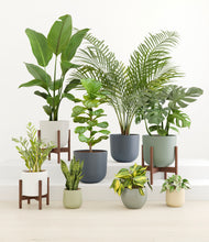 Load image into Gallery viewer, Earthy stand:three_stands
