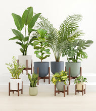 Load image into Gallery viewer, Earthy stand:six_stands
