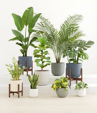 Load image into Gallery viewer, Soft Stone stand:three_stands
