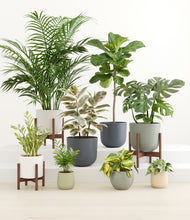 Load image into Gallery viewer, Earthy stand:three_stands
