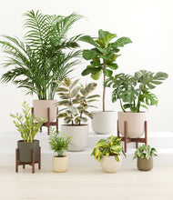Load image into Gallery viewer, Woodland stand:three_stands
