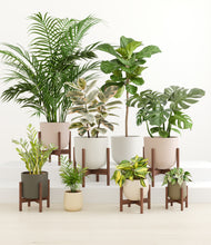 Load image into Gallery viewer, Woodland stand:six_stands
