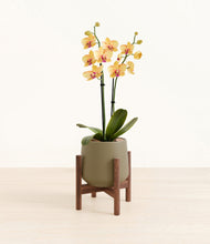 Load image into Gallery viewer, Olive stand:walnut
