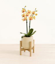 Load image into Gallery viewer, Almond Green stand:bamboo

