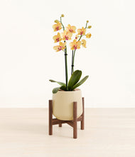 Load image into Gallery viewer, Almond Green stand:walnut
