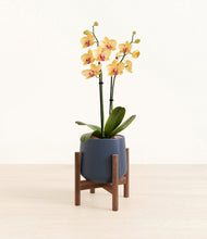 Load image into Gallery viewer, Deep Navy stand:walnut
