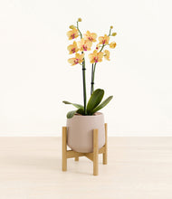 Load image into Gallery viewer, Eternal Gray stand:bamboo
