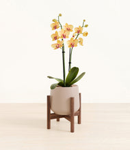 Load image into Gallery viewer, Eternal Gray stand:walnut
